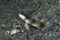 Masked Shrimp-Goby Amblyeleotris gymnocephala