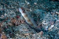 Masked Shrimp-Goby Amblyeleotris gymnocephala