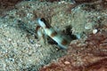 Masked Shrimp-Goby Amblyeleotris gymnocephala