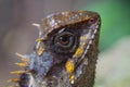 Masked spiny lizard closeup Royalty Free Stock Photo