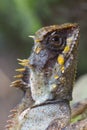 Masked spiny lizard closeup Royalty Free Stock Photo