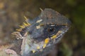 Masked spiny lizard closeup Royalty Free Stock Photo