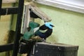 masked tanager Royalty Free Stock Photo
