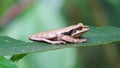 Masked Tree Frog, Smilisca phaeota Peched on a leaf Costa Rica. Royalty Free Stock Photo