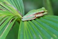 Masked Treefrog