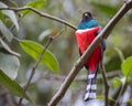 Masked Trogon Trogon personatus resting on a diagonal bar high up in a tree Royalty Free Stock Photo
