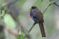 Masked Trogon Trogon Personatus Royalty Free Stock Photo