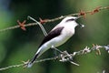 Masked Water-Tyrant Fluvicola nengeta brava perched on a barbed wire