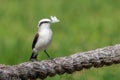 Masked Water Tyrant with a feather on its beak