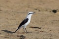 Masked Water-Tyrant Fluvicola nengeta isolated, perched on a sandy floor Royalty Free Stock Photo
