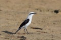 Masked Water-Tyrant Fluvicola nengeta isolated, perched on a sandy floor