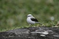 Masked water-tyrant, Fluvicola nengeta