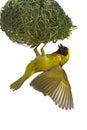 Masked weaver