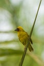 Masked weaver image