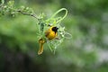 Masked weaver beginning nest, South Africa