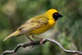 Masked Weaver Bird