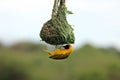 A Masked Weaver building its nest