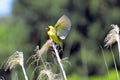 Masked Weaver