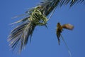 Masked yellow weaver building nest