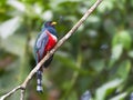 Maskertrogon, Masked Trogon, Trogon personatus Royalty Free Stock Photo
