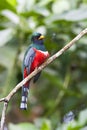 Maskertrogon, Masked Trogon, Trogon personatus Royalty Free Stock Photo