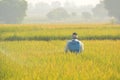 Maski,Karnataka,India - December 2,2017 : Farmer spraying pesticide in paddy field Royalty Free Stock Photo