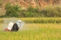 Maski,Karnataka,India - December 2,2017 : Farmer spraying pesticide in paddy field Royalty Free Stock Photo