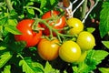 Maskotka cherry tomatoes on plant. Royalty Free Stock Photo