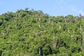 Masoala forest
