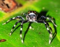 Masoala jumping spider
