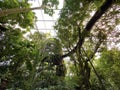 Masoala Rainforest - Der Masoala Regenwald - La ForÃÂªt Pluviale de Masoala - La Foresta pluviale Masoala - The Zoo ZÃÂ¼rich Zuerich
