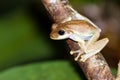 Masoala tree frog Royalty Free Stock Photo