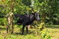 Masoala Zebu Royalty Free Stock Photo