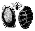 Mason Bee and Nest vintage illustration