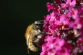 Mason bee (Osmia rufa) Royalty Free Stock Photo