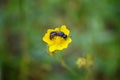 Mason Carpenter bee Hymenoptera, Apidae nestled into yellow flower collecting pollen and nectar along hiking trails to Doughnut