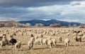 Mason Valley sheep ranch