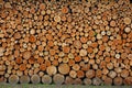 Texture of a woodpile made of round logs