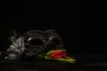 Masquerade Mask With Red Flower On Black Background Royalty Free Stock Photo