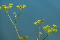 Masquerading Syrphid Fly on Bupleurum falcatum growing wild in the Dolomites