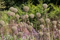 Allium Summer Drummer seed heads, photographed in autumn at RHS Wisley garden, Surrey, UK