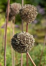 Allium Summer Drummer seed heads, photographed in autumn at RHS Wisley garden, Surrey, UK