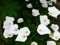 Mass of arum lilies