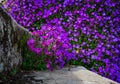 Mass of beautiful purple and blue Albrecia flowers on rustic steps Royalty Free Stock Photo