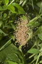 Mass bundle of yellow baby garden spiders Royalty Free Stock Photo