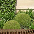 Mass of buxus pruned in ball and cone