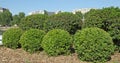 Mass of buxus pruned in ball and cone