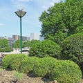 Mass of buxus pruned in ball and cone