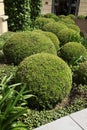 Mass of buxus pruned in ball and cone