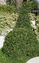 Mass of buxus pruned in ball and cone